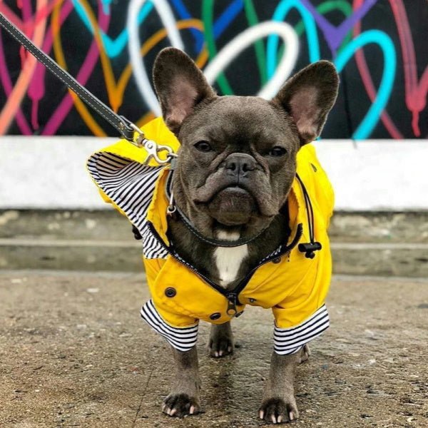 Dog Raincoat - Yellow - Raincoats from . at DoggyTopia