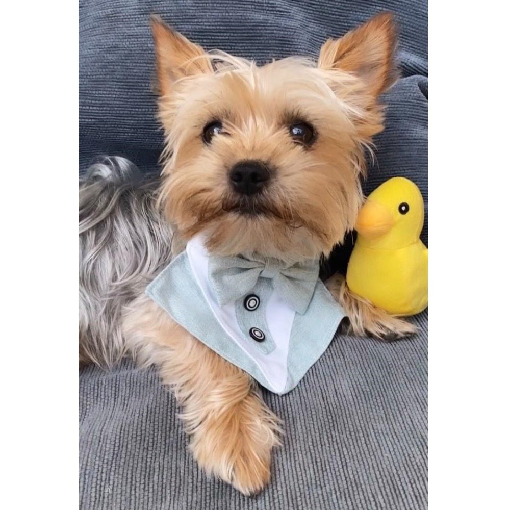 Ducky Plush Squeaker Dog Toy - Plush Toys from . at DoggyTopia
