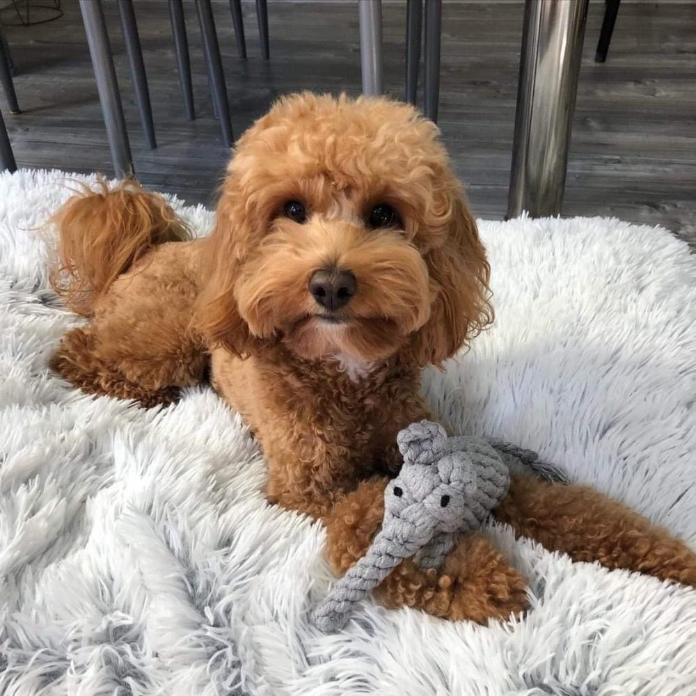 Elephant Rope Dog Toy - Rope Toys from . at DoggyTopia