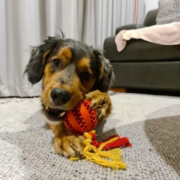 Enrichment Treat Ball & Rope - Rope & Tug Toy from . at DoggyTopia