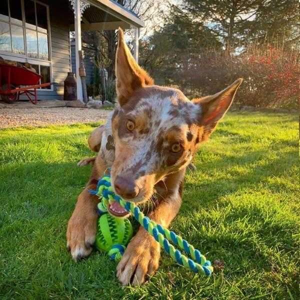 Enrichment Treat Ball & Rope - Rope & Tug Toy from . at DoggyTopia