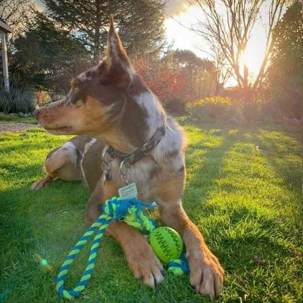 Enrichment Treat Ball & Rope - Rope & Tug Toy from . at DoggyTopia
