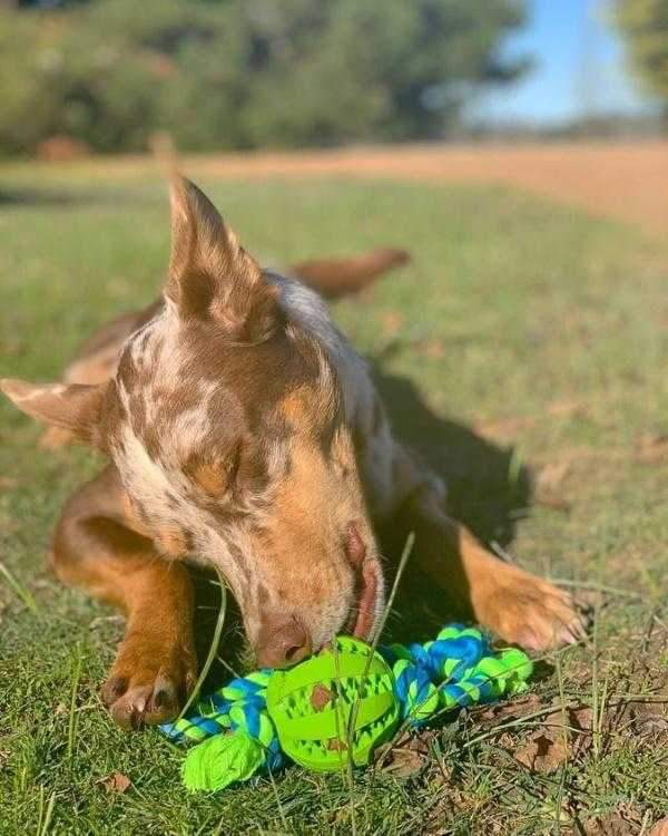Enrichment Treat Ball & Rope - Rope & Tug Toy from . at DoggyTopia