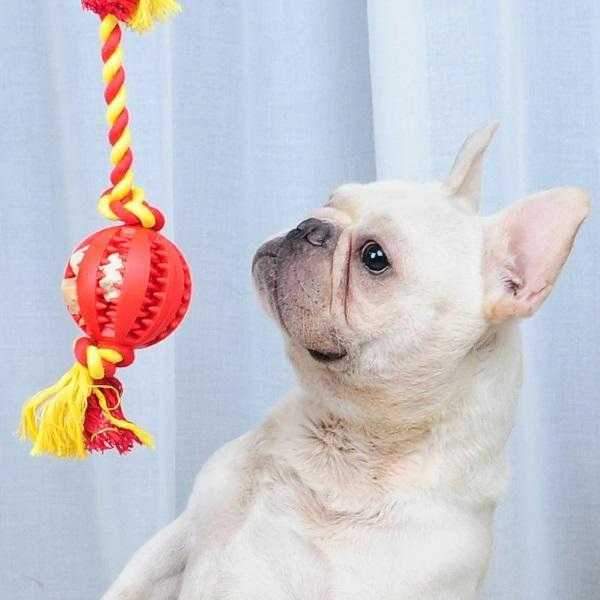 Enrichment Treat Ball & Rope - Rope & Tug Toy from . at DoggyTopia