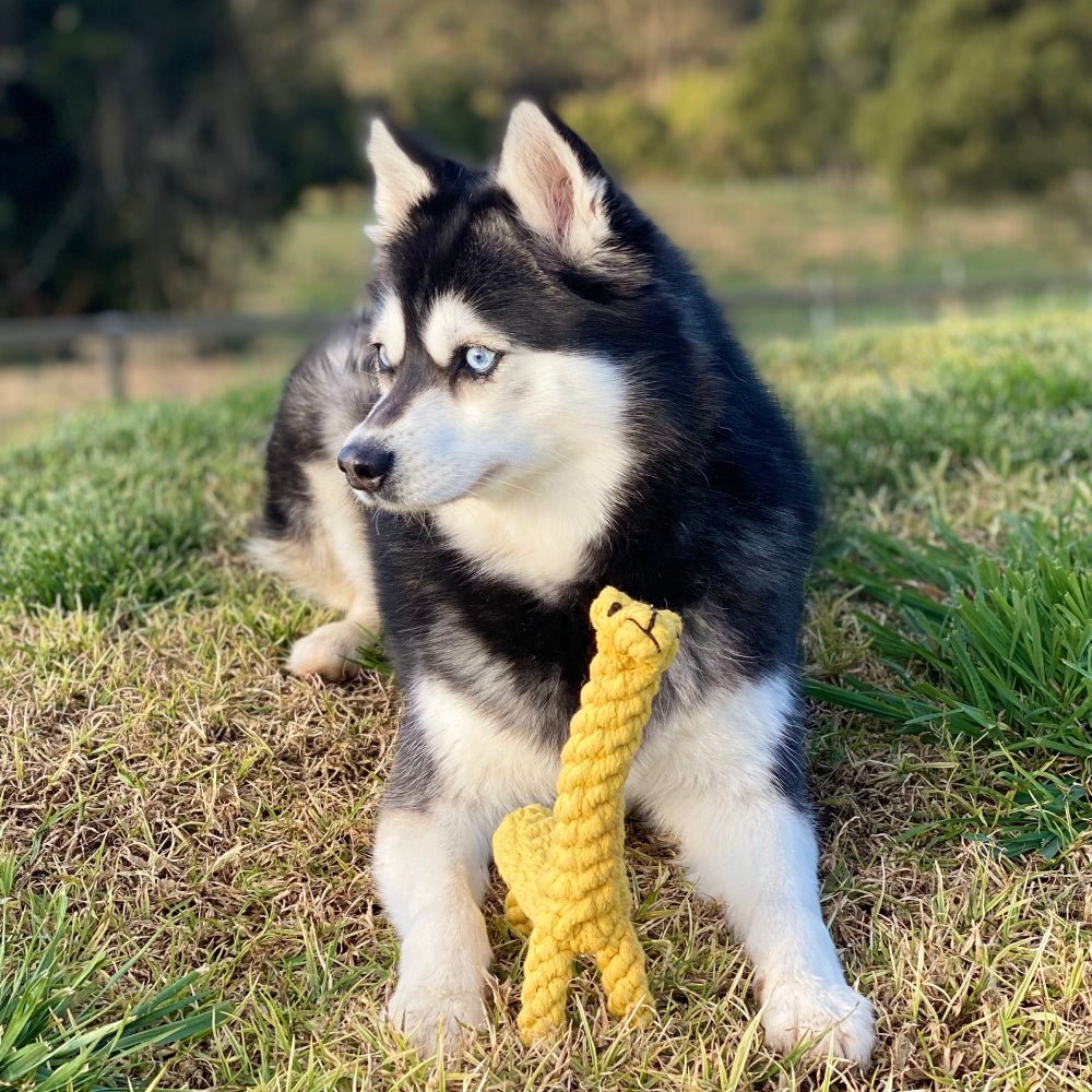 Giraffe Rope Dog Toy - Rope Toys from . at DoggyTopia