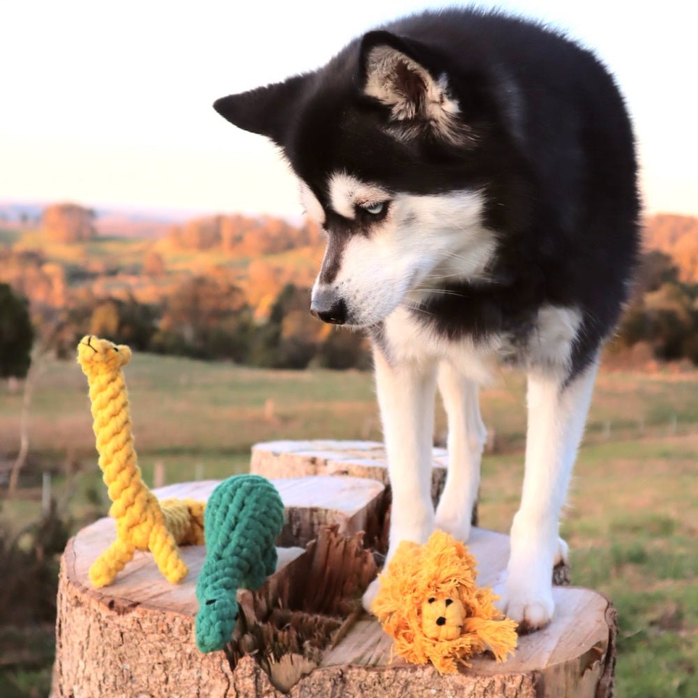 Giraffe Rope Dog Toy - Rope Toys from . at DoggyTopia