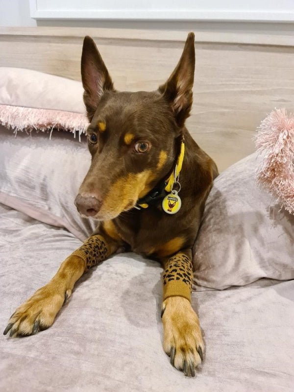 Leopard Dog Leg Warmers - Leg Warmers from Sale at DoggyTopia
