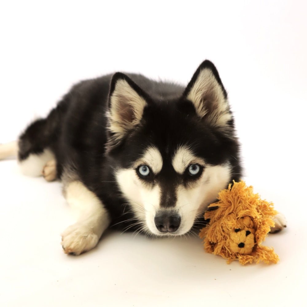 Lion Rope Dog Toy - Rope Toys from . at DoggyTopia