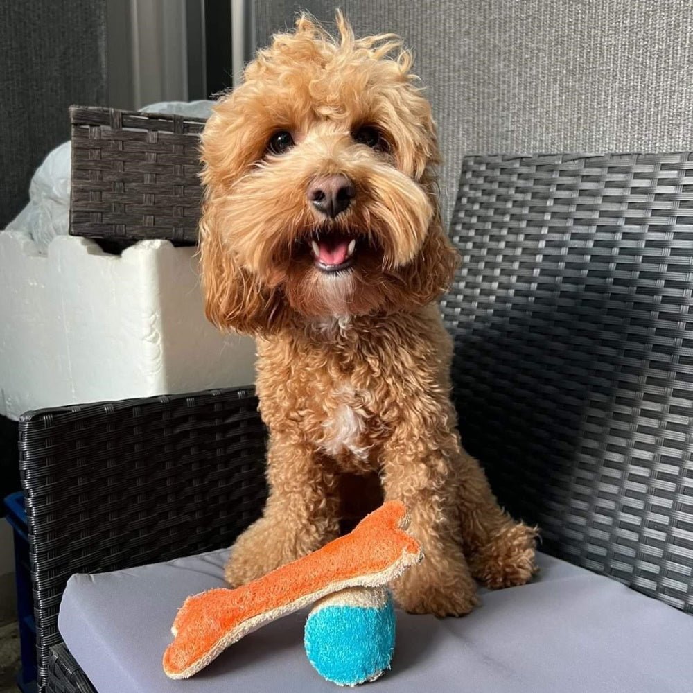 Loofah Ball Dental Toy - Large - Dental Toys from . at DoggyTopia