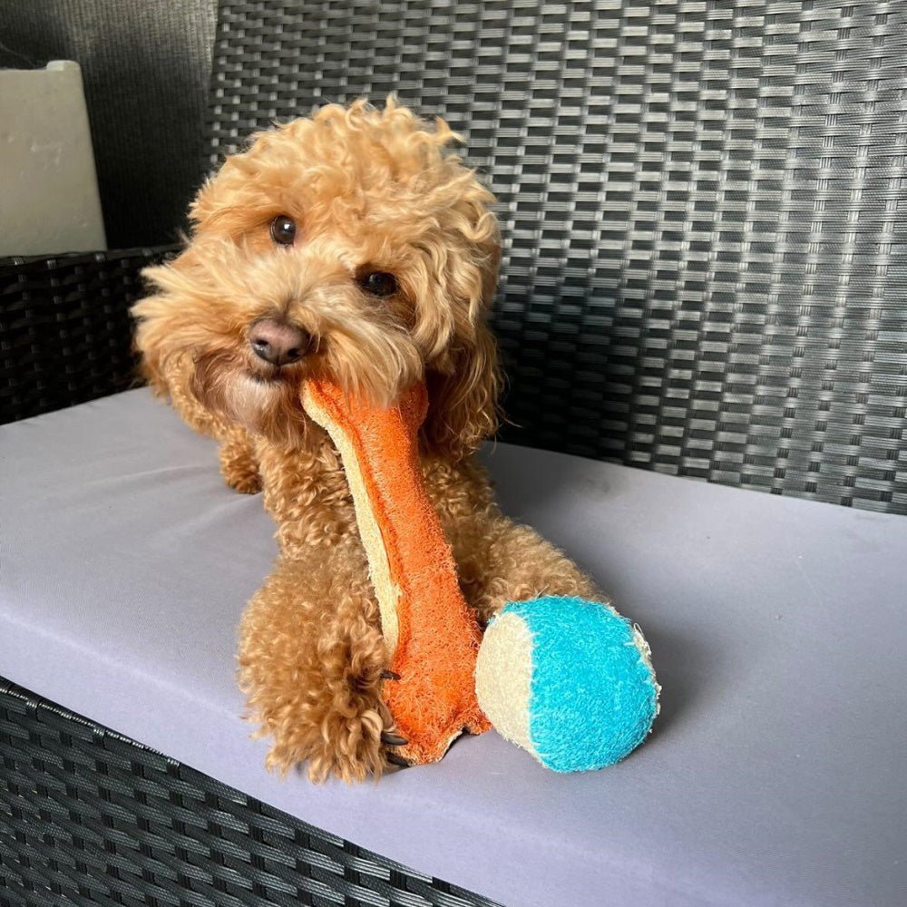 Loofah Bone Dental Toy - Large - Dental Toys from . at DoggyTopia