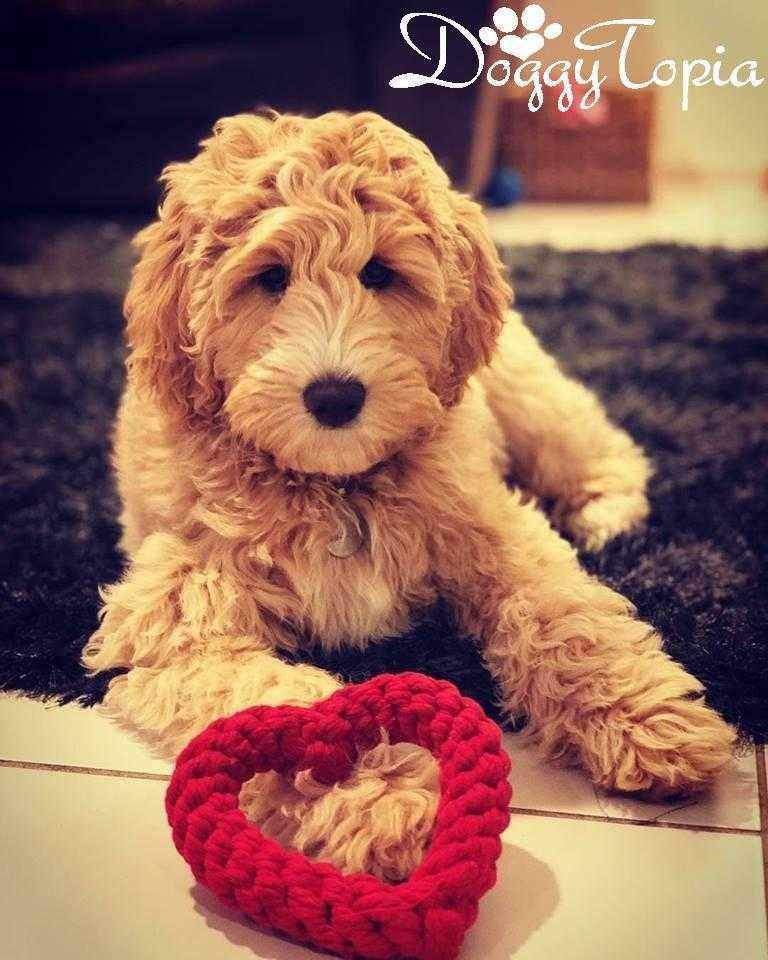 Love Heart Rope Dog Toy - Rope Toys from . at DoggyTopia