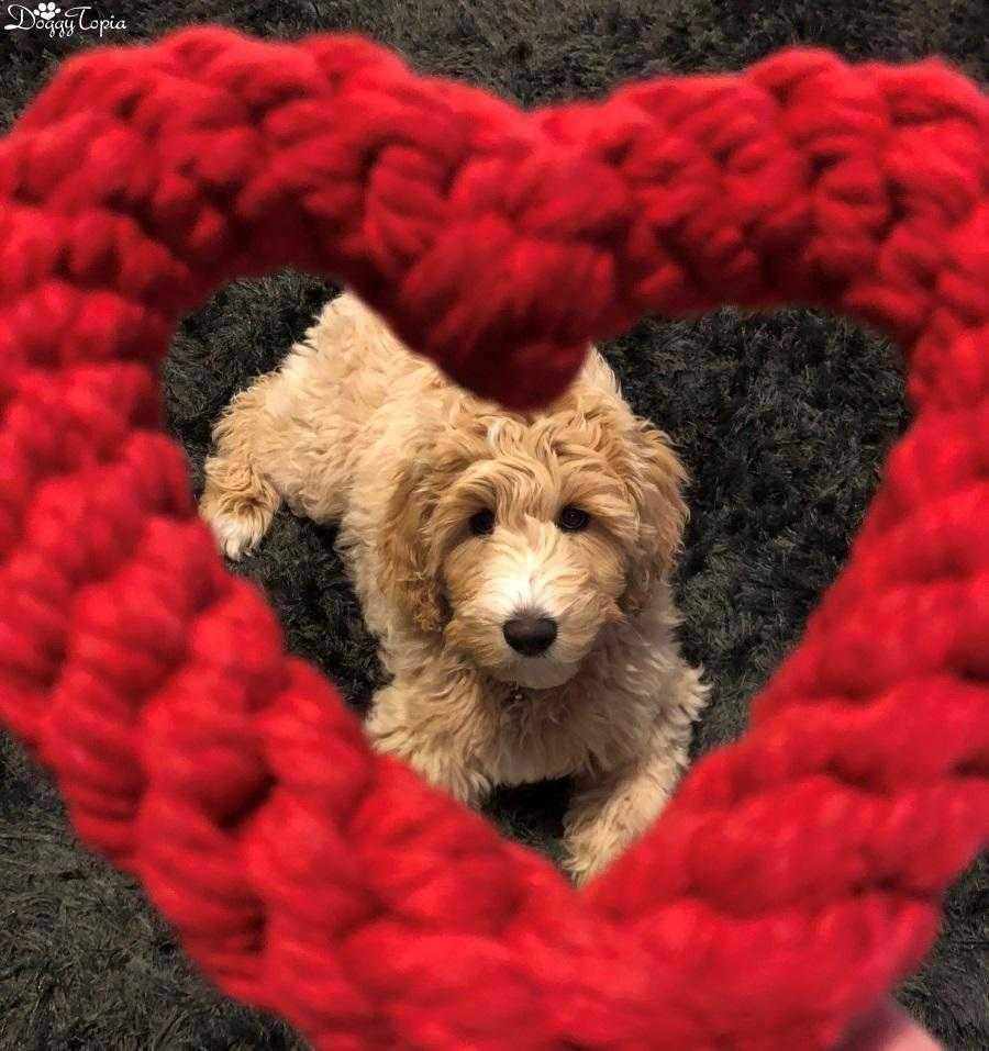 Love Heart Rope Dog Toy - Rope Toys from . at DoggyTopia