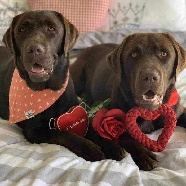 Love Heart Rope Dog Toy - Rope Toys from . at DoggyTopia