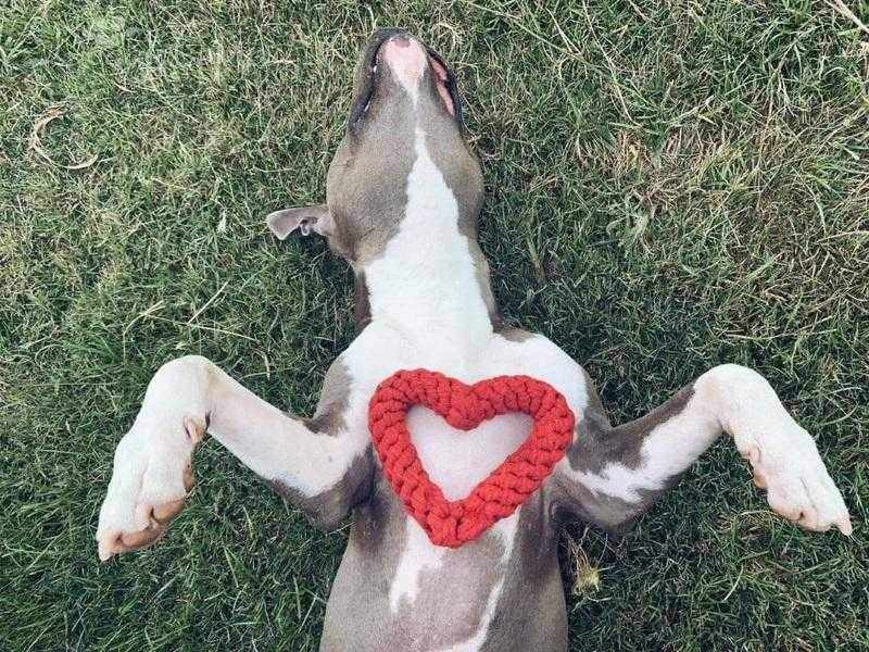 Love Heart Rope Dog Toy - Rope Toys from . at DoggyTopia