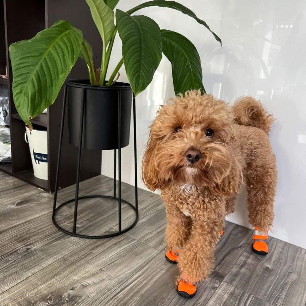 Neoprene Dog Shoes - Dog Shoes from . at DoggyTopia