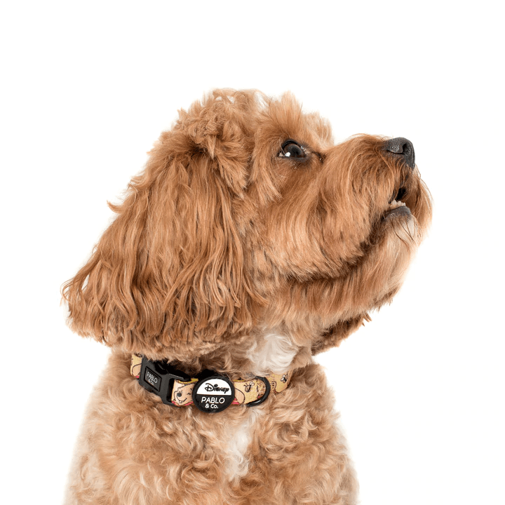 Pablo & Co Winnie the Pooh & Bee's: Dog Collar - Collars from Pablo & Co Disney at DoggyTopia