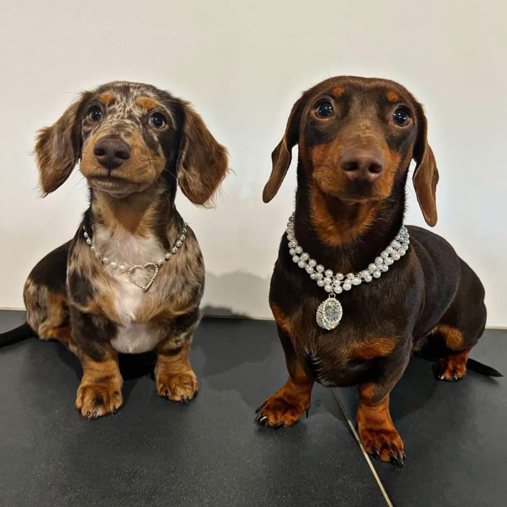 Pearl And Oval Jewel Pendant Dog Necklace - Dog Necklaces from Sale at DoggyTopia