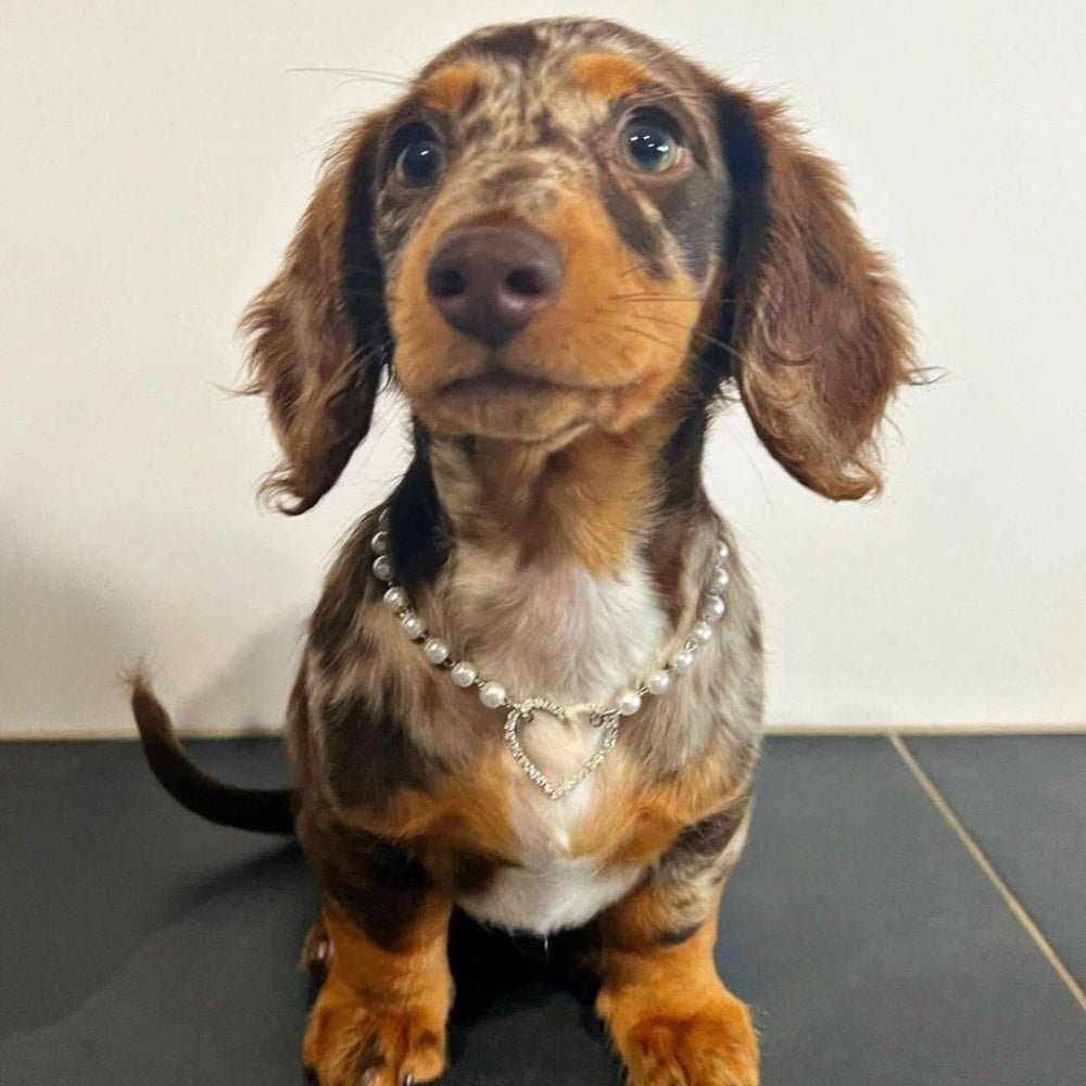Pearl Diamante Heart Dog Necklace - Dog Necklaces from Sale at DoggyTopia