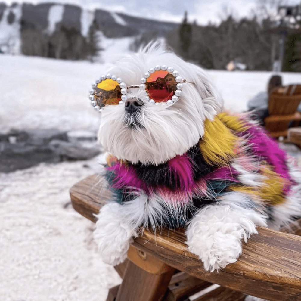 Pearl Dog Sunglasses - Sunglasses from . at DoggyTopia