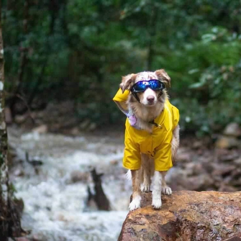 Razor Dog Goggles - Dog Goggles from . at DoggyTopia
