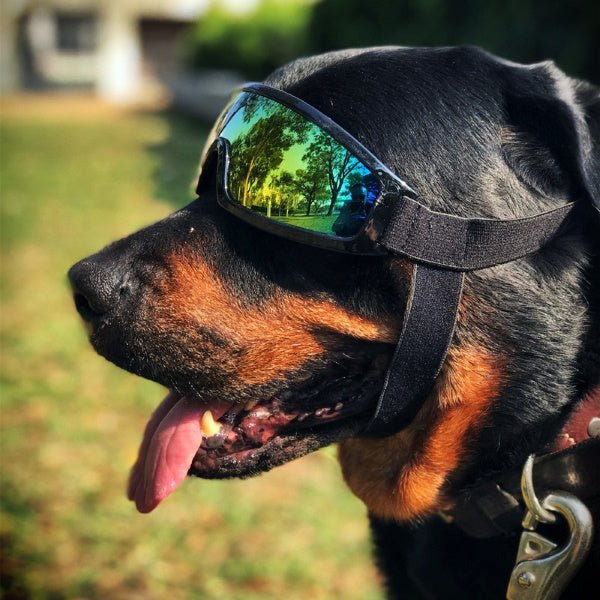 Rebel Dog Goggles - Dog Goggles from . at DoggyTopia