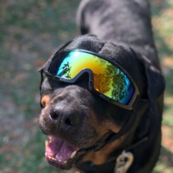 Rebel Dog Goggles - Dog Goggles from . at DoggyTopia