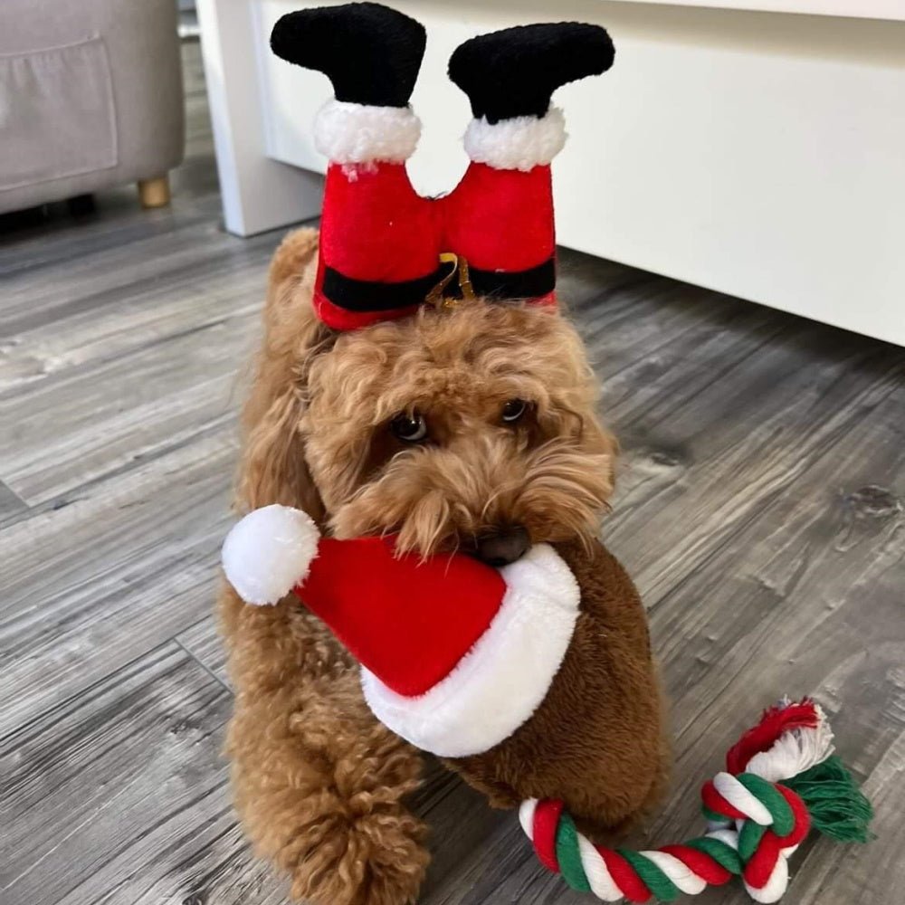 Santa Legs Dog Headpiece - Christmas Costumes from Sale at DoggyTopia