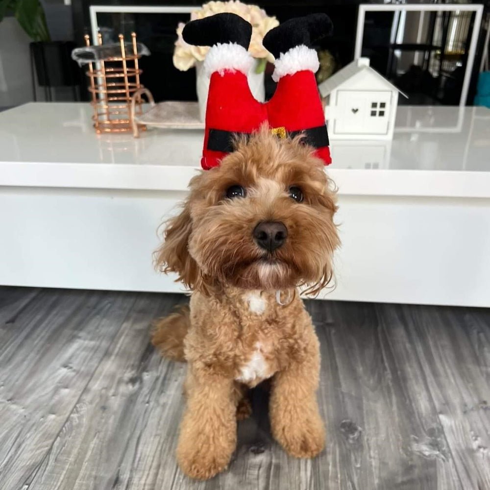 Santa Legs Dog Headpiece - Christmas Costumes from Sale at DoggyTopia
