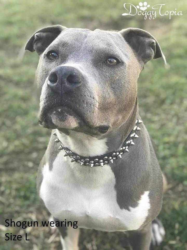 Spike Studded Dog Collar - Collars - Spiked from . at DoggyTopia