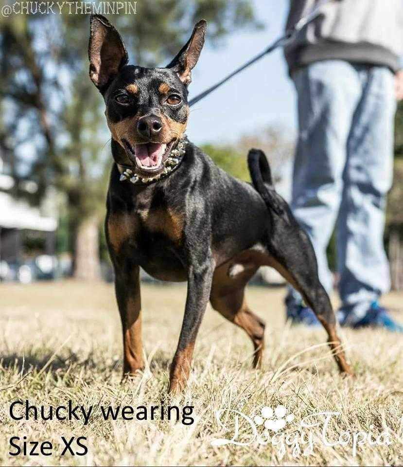 Spike Studded Dog Collar - Collars - Spiked from . at DoggyTopia