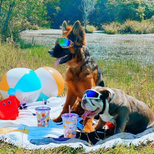 Wild Dog Goggles - Dog Goggles from . at DoggyTopia