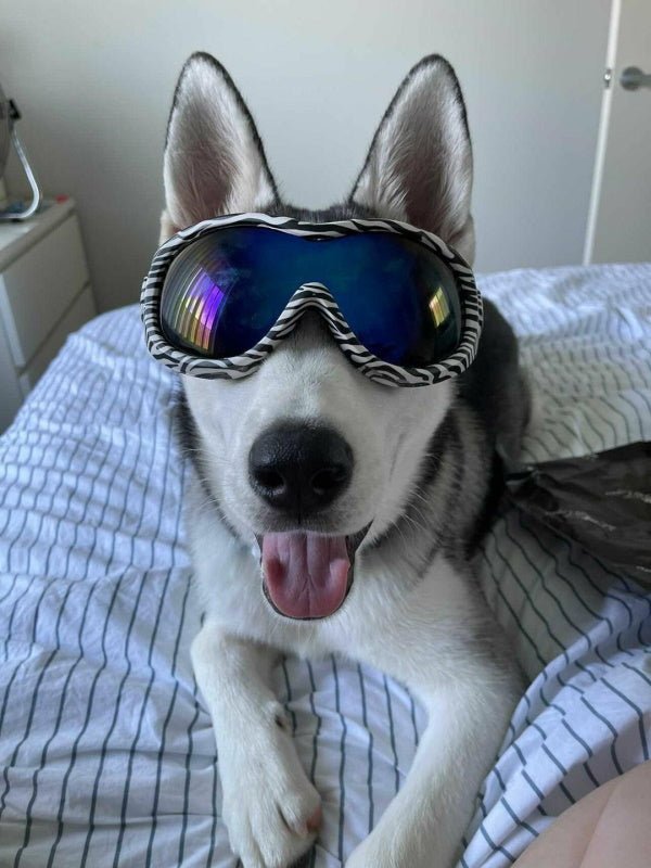 Wild Dog Goggles - Dog Goggles from . at DoggyTopia