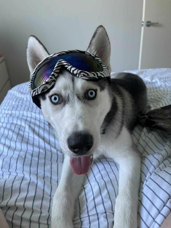 Wild Dog Goggles - Dog Goggles from . at DoggyTopia