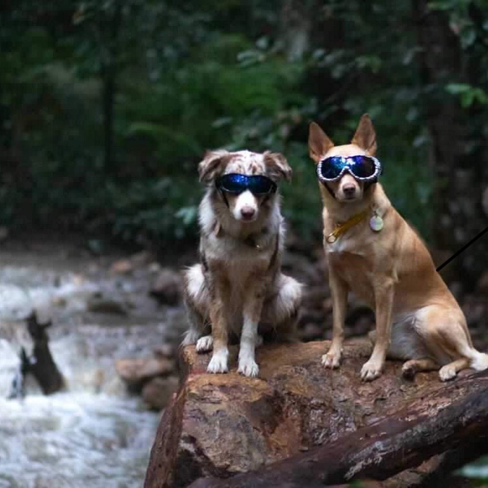 Wild Dog Goggles - Dog Goggles from . at DoggyTopia