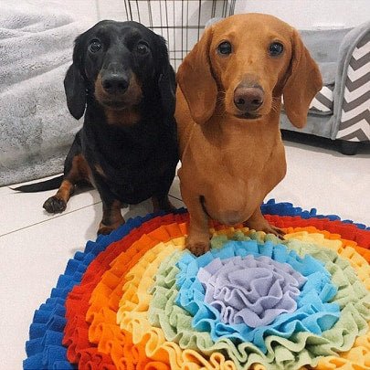 Are Snuffle Mats Good For Dogs? - DoggyTopia