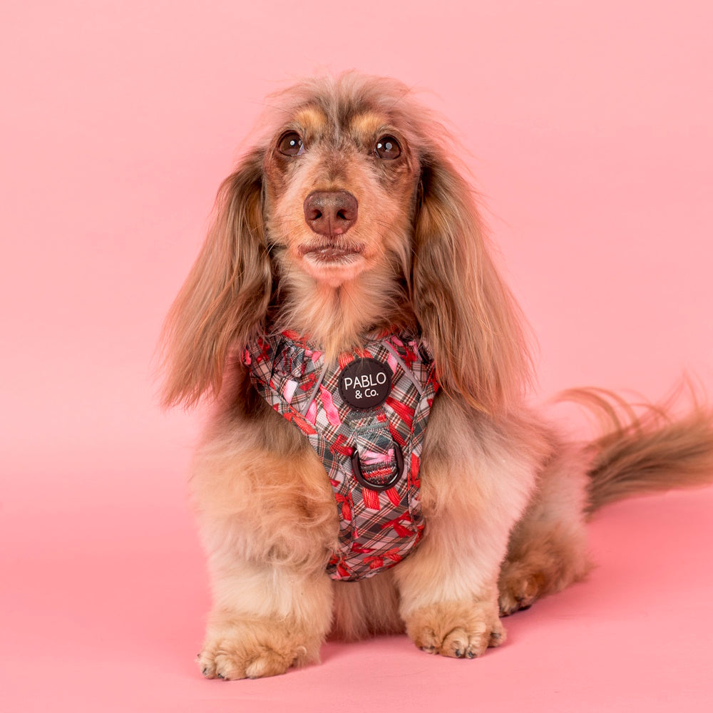 Pablo & Co Wrapped in Ribbons No Pull Dog Harness