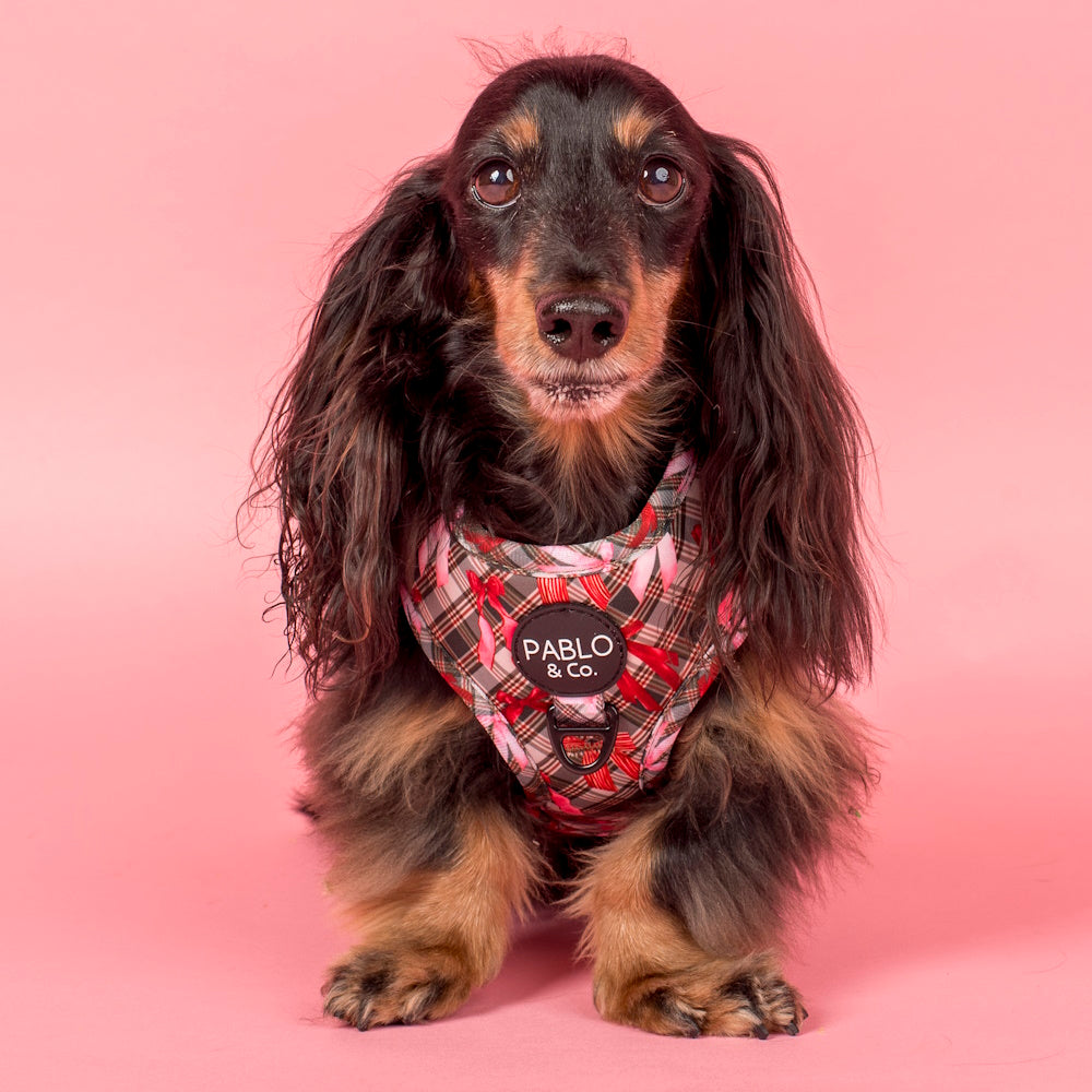 Pablo & Co Wrapped in Ribbons Adjustable Harness