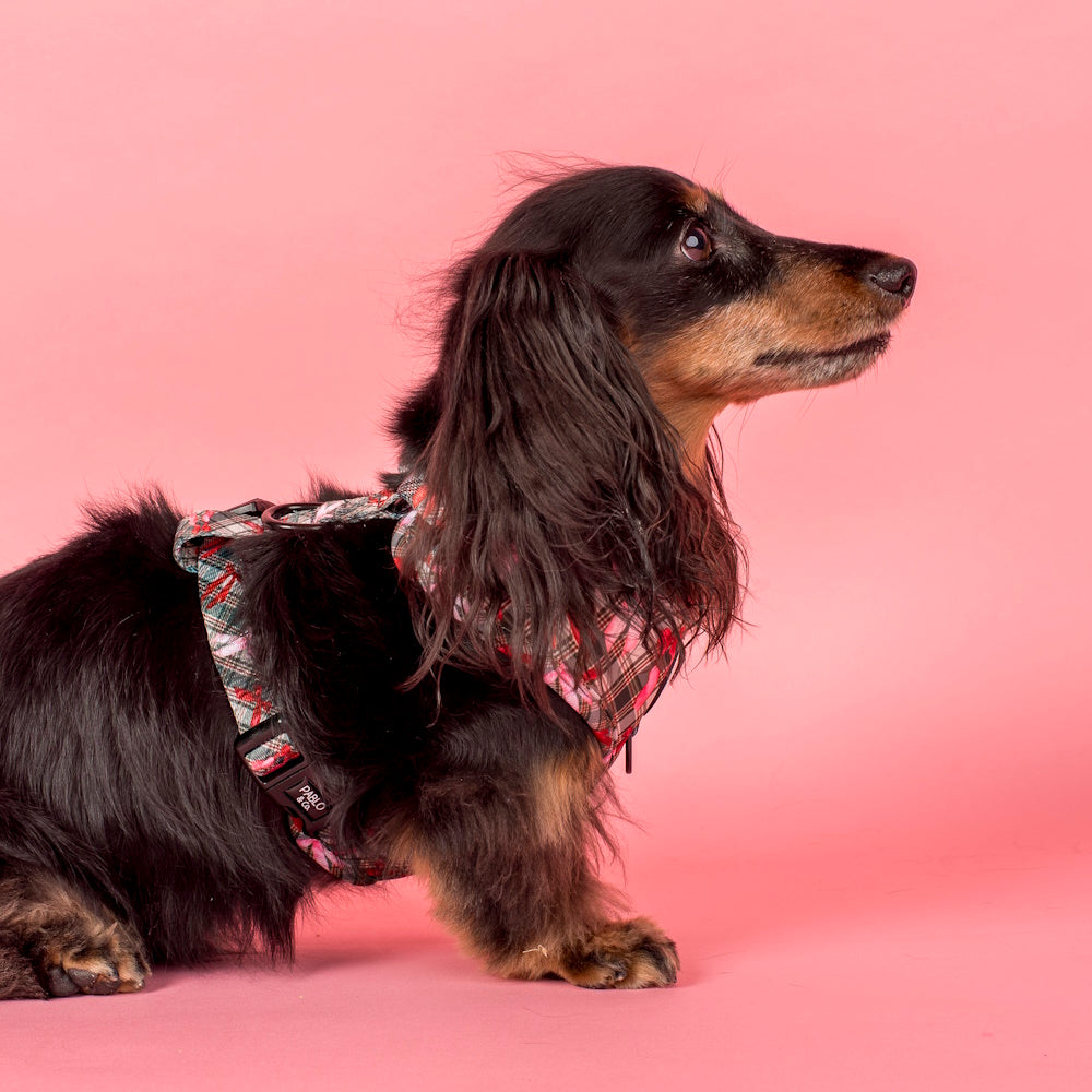 Pablo & Co Wrapped in Ribbons Adjustable Harness