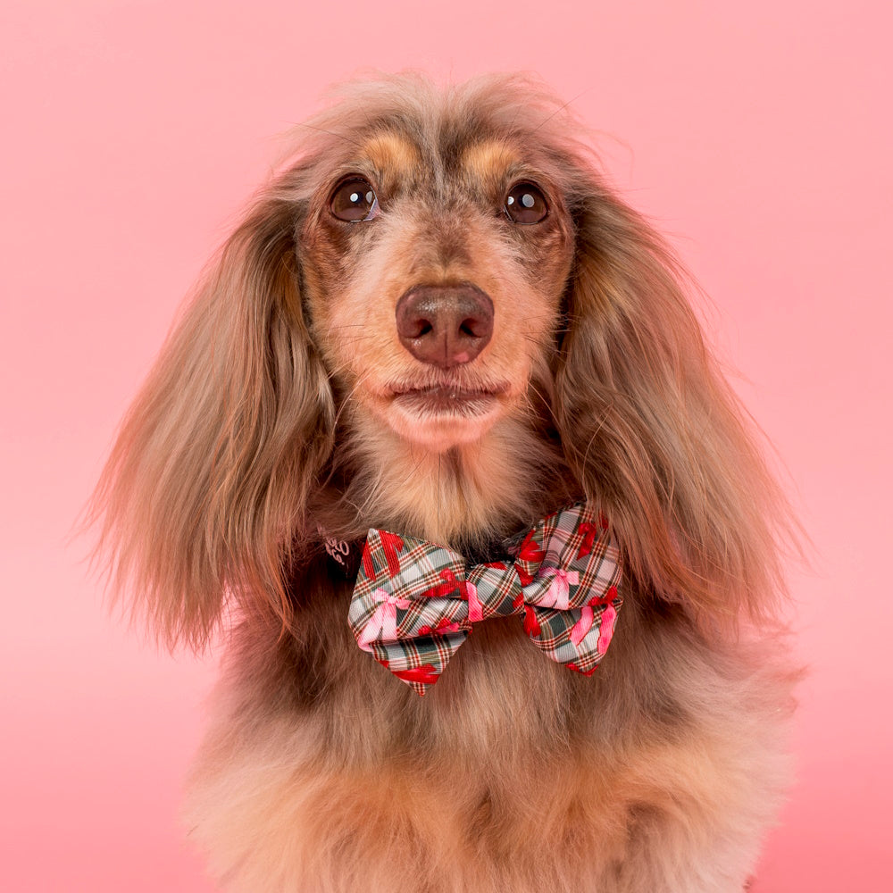 Pablo & Co Wrapped in Ribbons Bow Tie