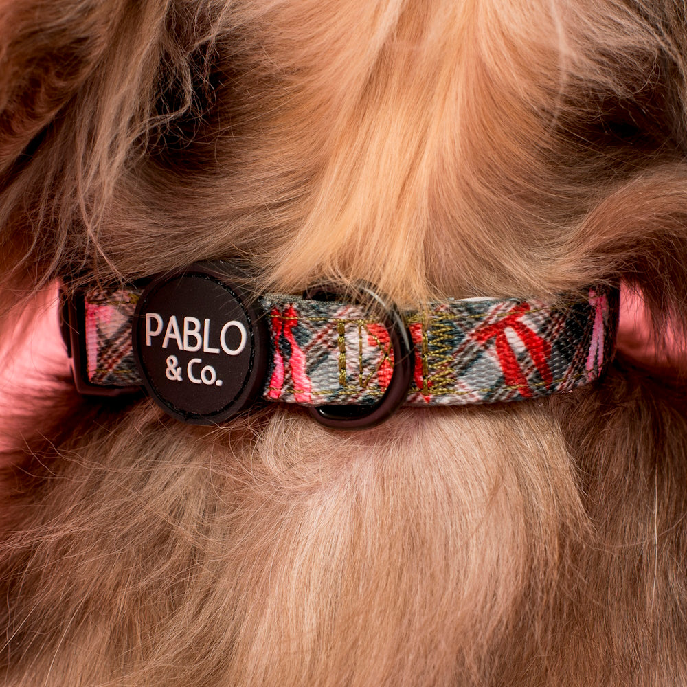 Pablo & Co Wrapped in Ribbons Dog Collar