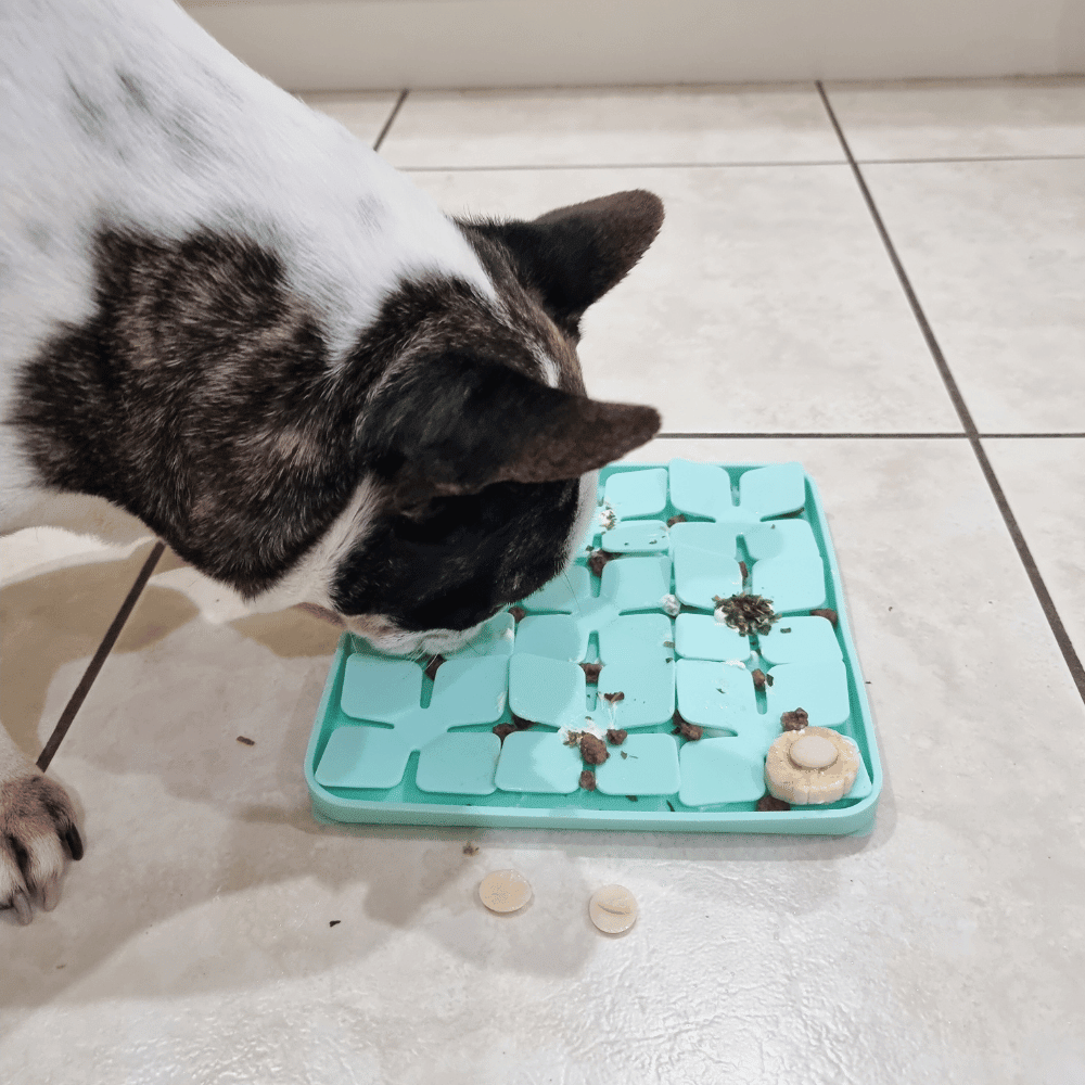 3D Clover Square Slow Feeder - Slow Feeding Bowls from Sale at DoggyTopia