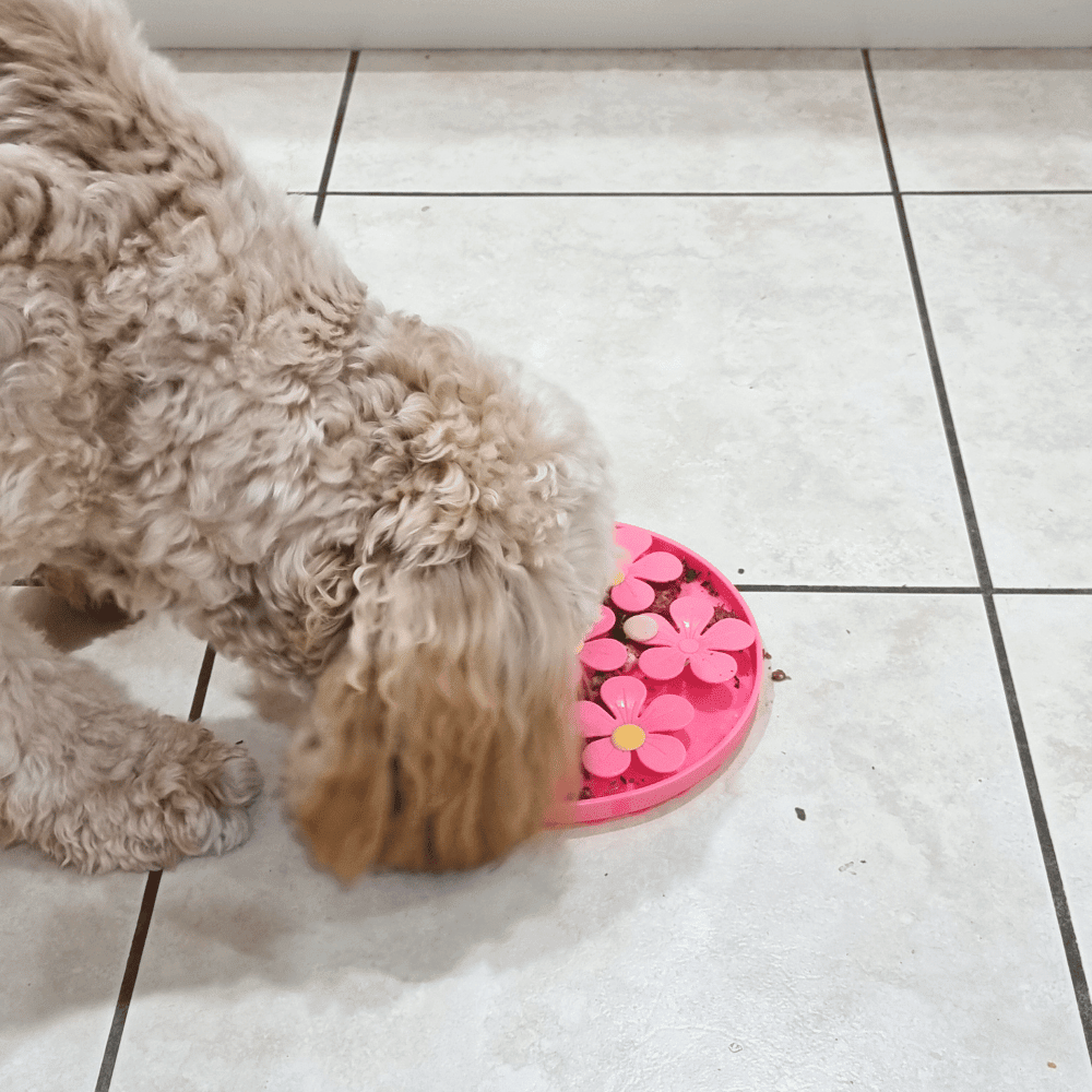 3D Flower Slow Feeder - Slow Feeding Bowls from . at DoggyTopia