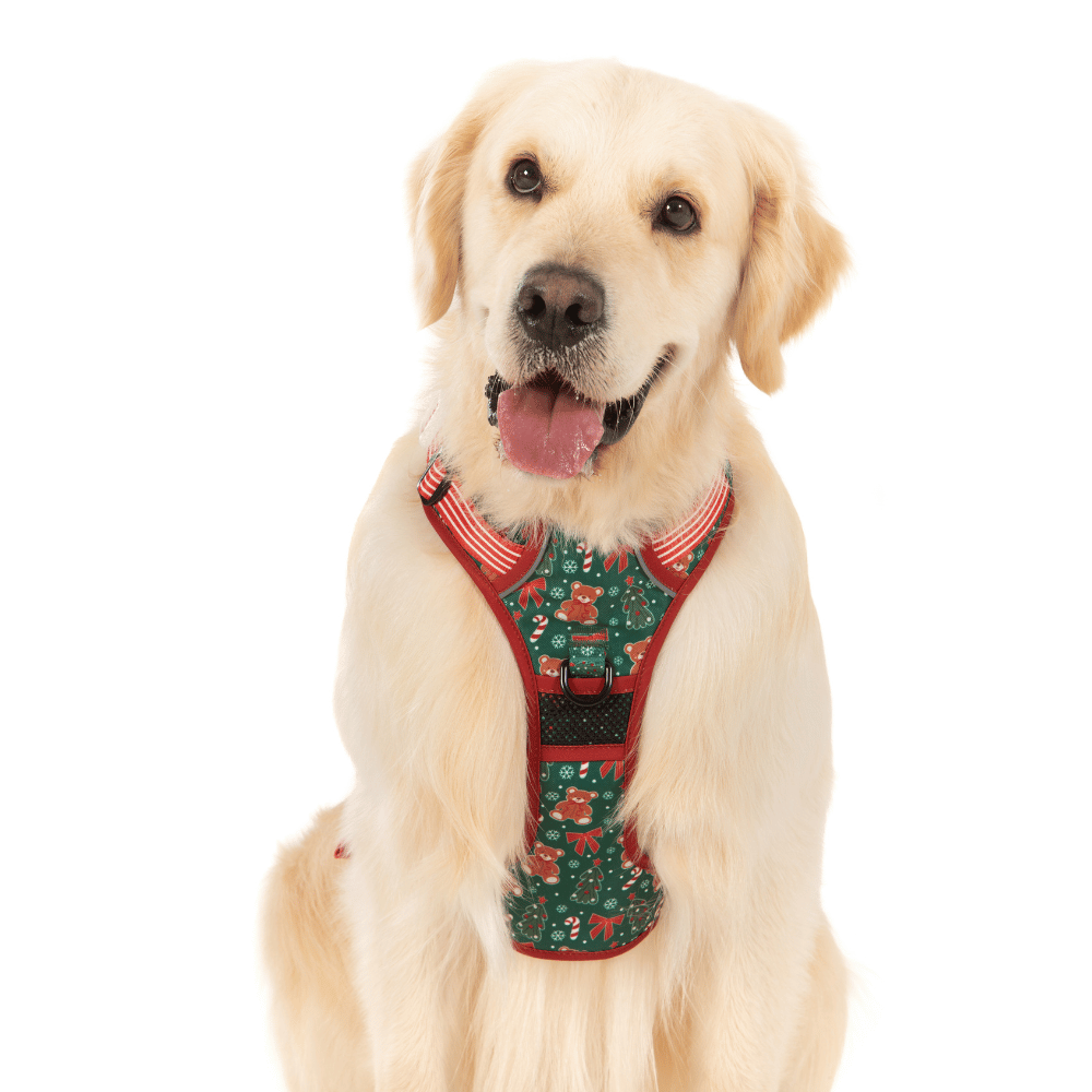 Big & Little Dogs A Beary Merry Christmas All Rounder Harness