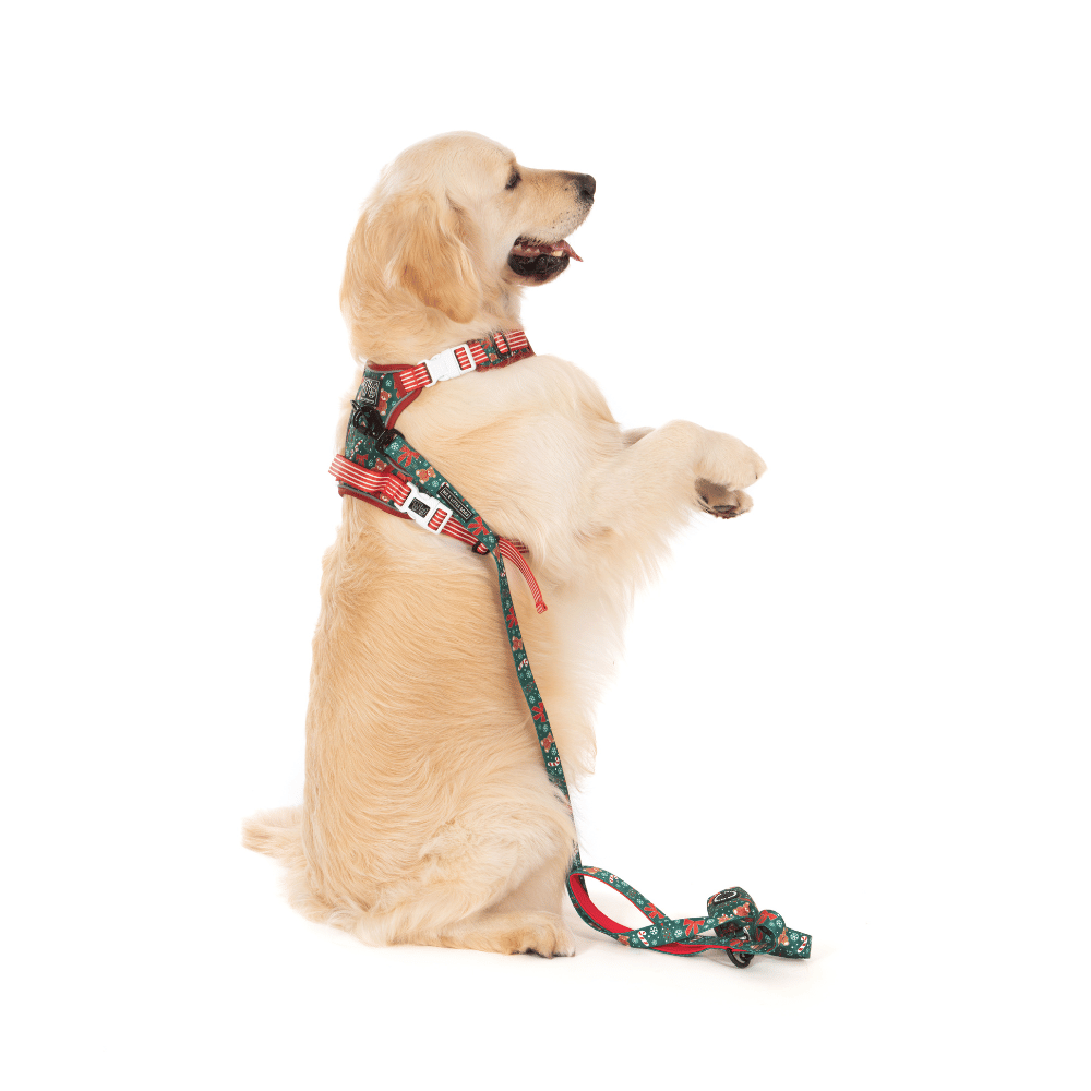 Big & Little Dogs A Beary Merry Christmas All Rounder Harness