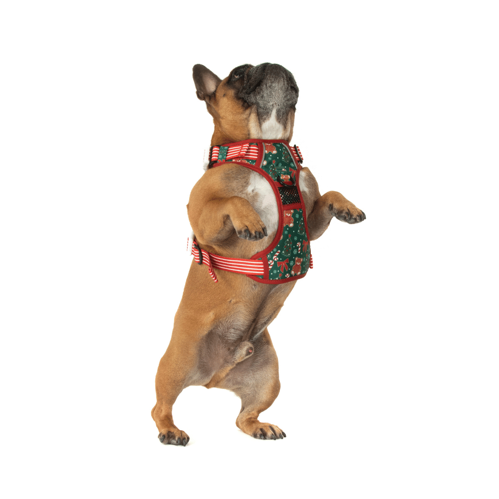 Big & Little Dogs A Beary Merry Christmas All Rounder Harness