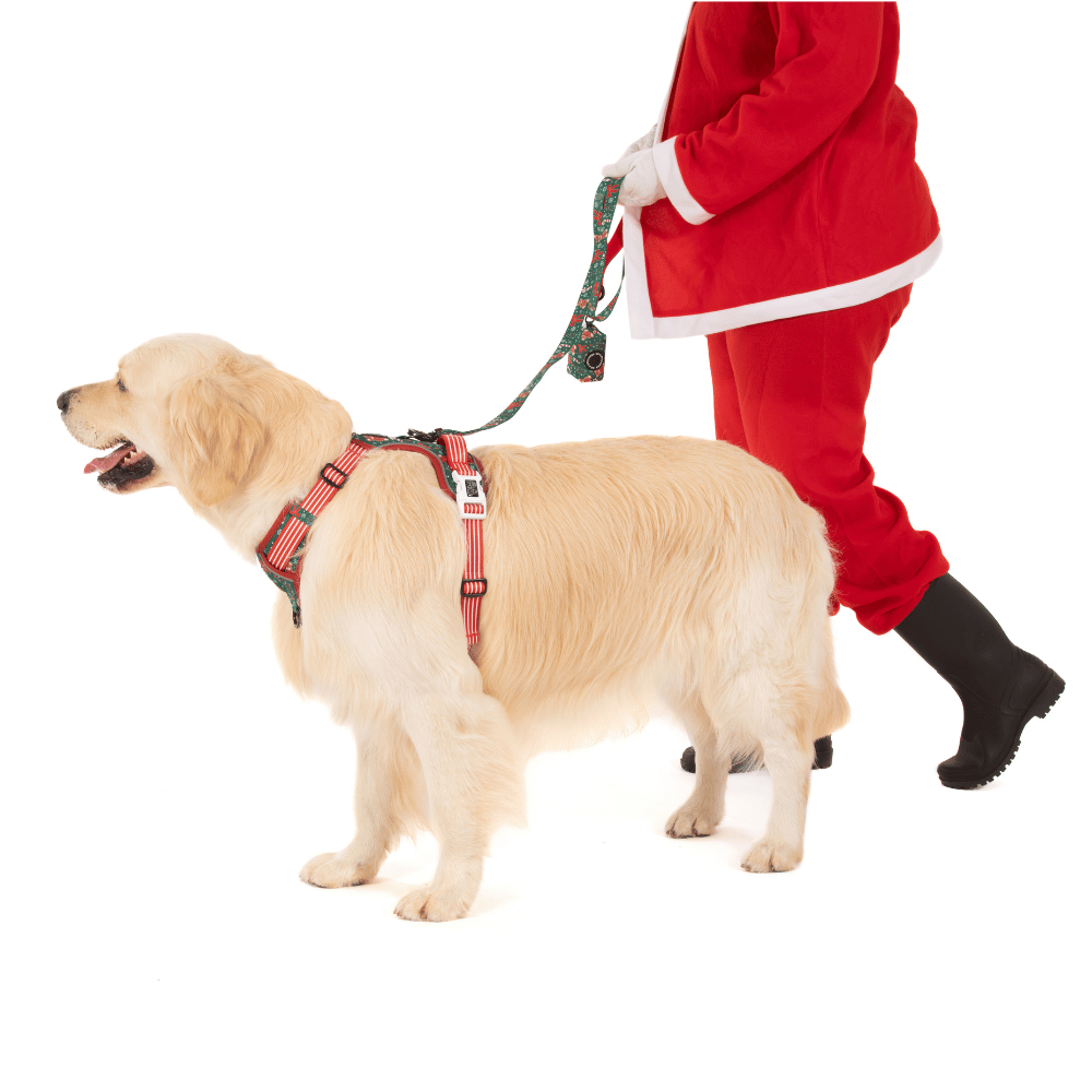 Big & Little Dogs A Beary Merry Christmas All Rounder Harness