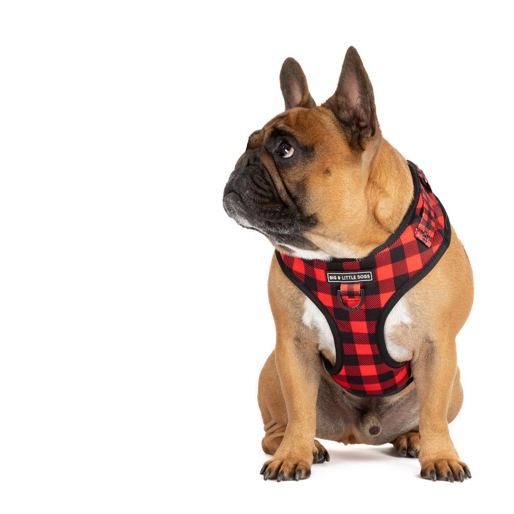 Big & Little Dogs Plaid to the Bone Adjustable Harness