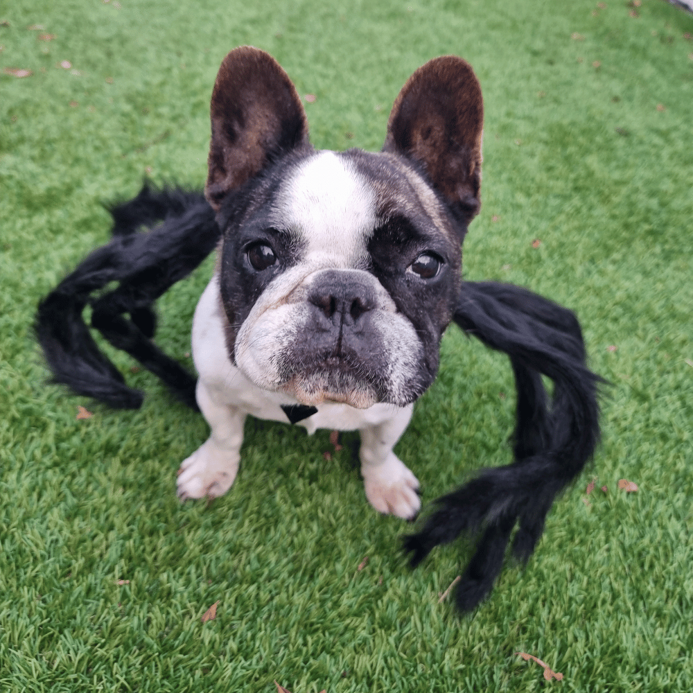 Fuzzy Spider Dog Costume