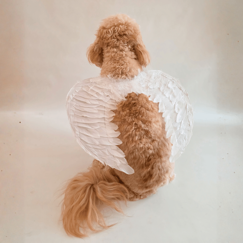 Angel Wings Dog Costume