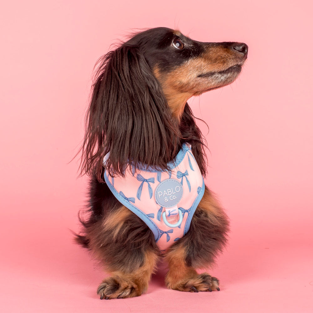 Pablo & Co Baby Blue Bows Adjustable Harness